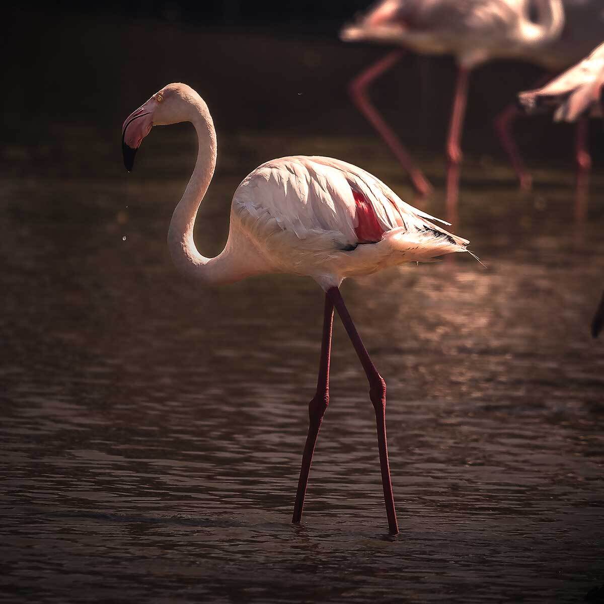 Affiche flamingo in miami Affiche + cadre en bois - Chêne