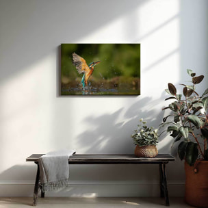 Tableau martin-pêcheur en plein envol au-dessus de l’eau Toile imprimée