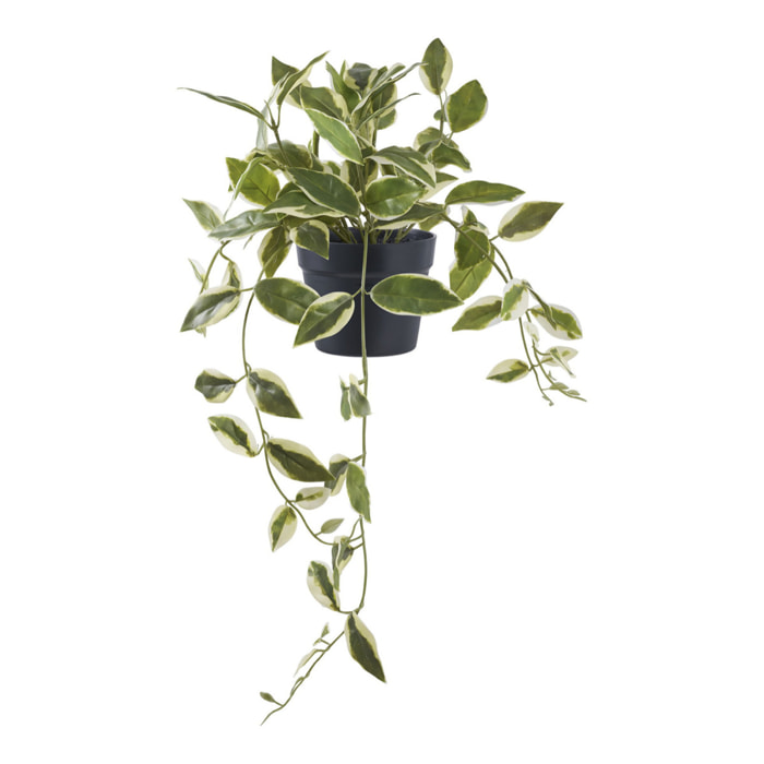 Hoya Carnosa - Pianta succulenta artificiale verde H33 cm
