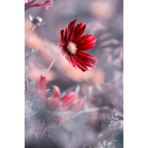 Tableau fleurs carmen  Tableau alu Dibond