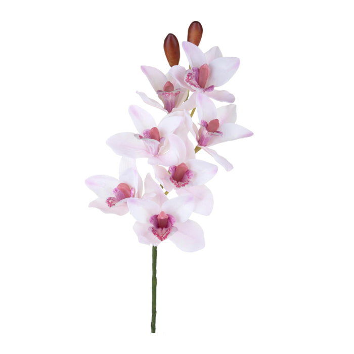 Orchidea cymbidium - Pezzi 3 - Colore: Rosa - Bianchi Dino