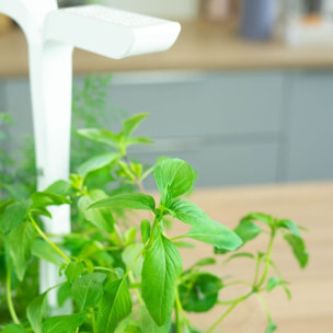 Recharge jardin d'intérieur VERITABLE Basilic Thai BIO