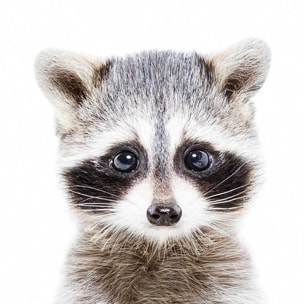 Affiche enfant bébé raton laveur  Affiche + cadre en bois - Noir