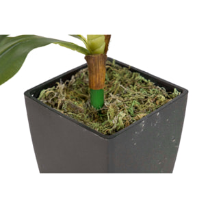 Planta Dracaena Fragrans Con Maceta 55x55x55 Cm