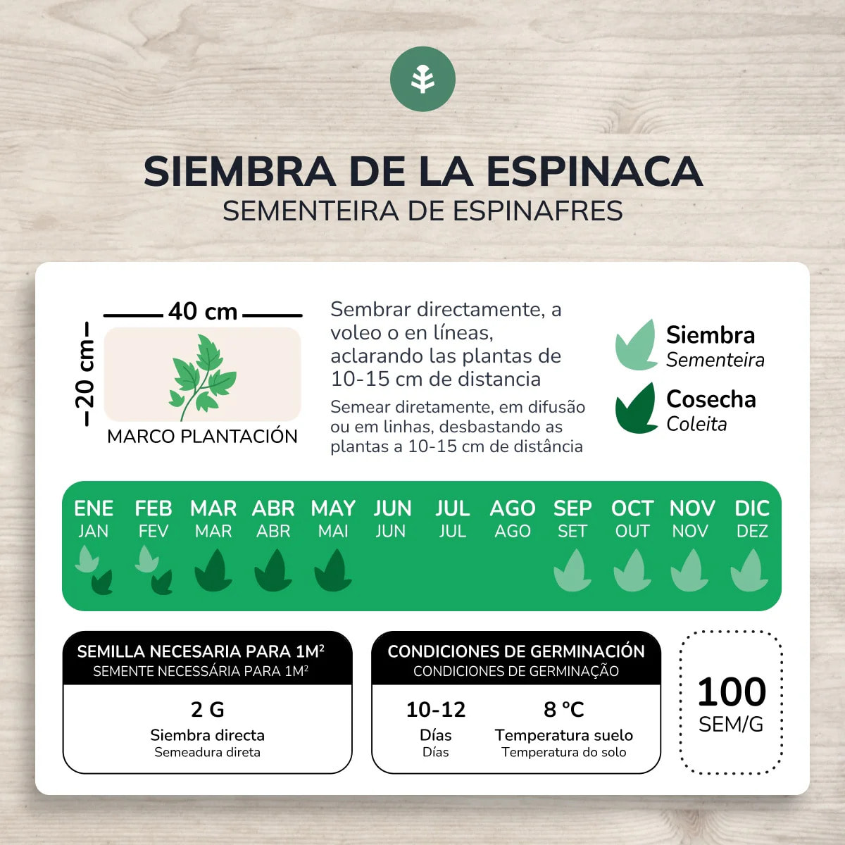 Semillas de Espinaca gigante de invierno ecológicas Planeta Huerto