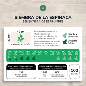 Semillas de Espinaca gigante de invierno ecológicas Planeta Huerto
