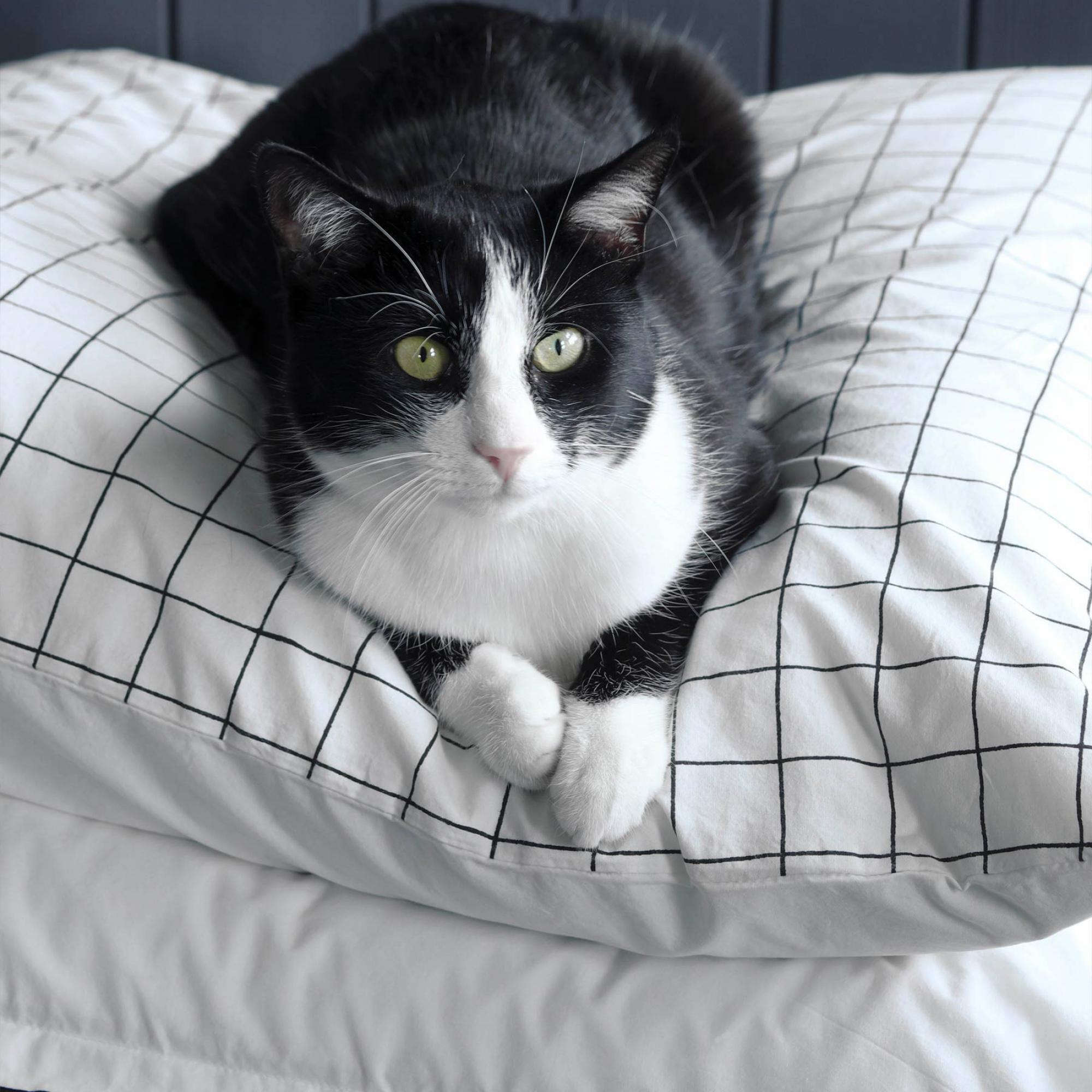 Taie d'oreiller Oscar