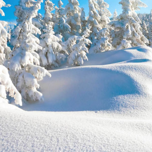 Affiche encadrée forêt enneigée lumière hivernale Affiche + cadre en métal - Noir