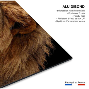 Tableau lion Tableau alu Dibond