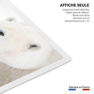 Affiche photo ours blanc polaire Affiche seule