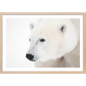Affiche photo ours blanc polaire Affiche + cadre en bois - Chêne