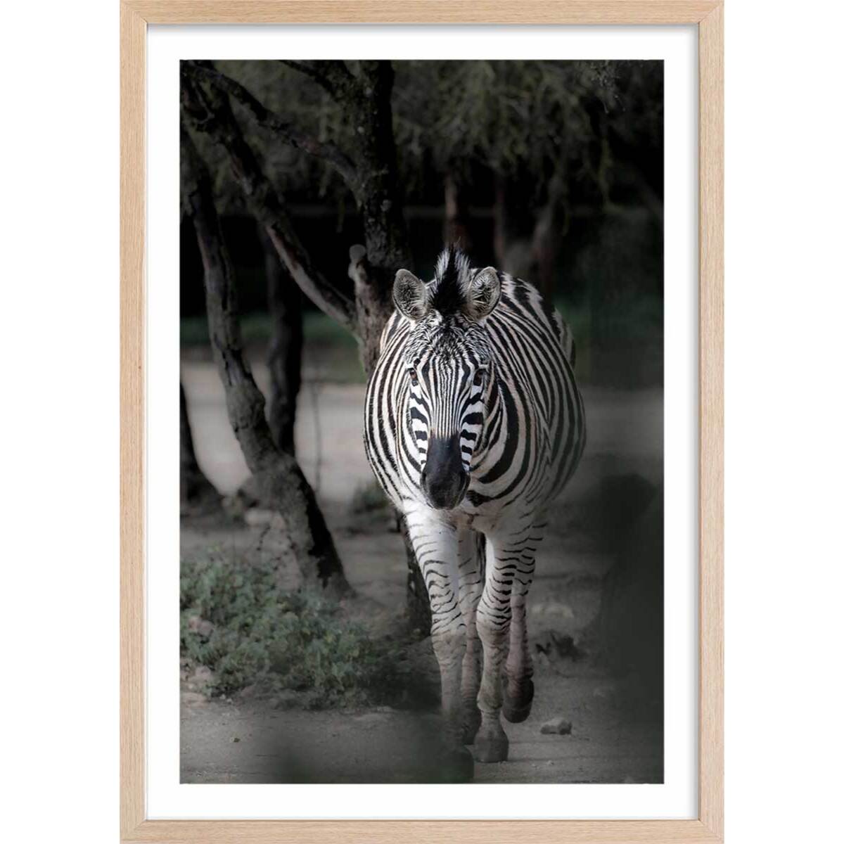 Affiche animaux zèbre en balade Affiche + cadre en bois - Chêne