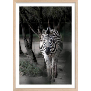 Affiche animaux zèbre en balade Affiche + cadre en bois - Chêne