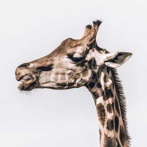 Tableau animaux prendre de la hauteur Tableau alu Dibond