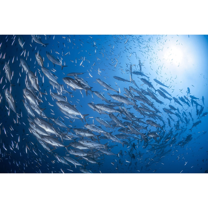 Tableau poisson carangue Toile imprimée