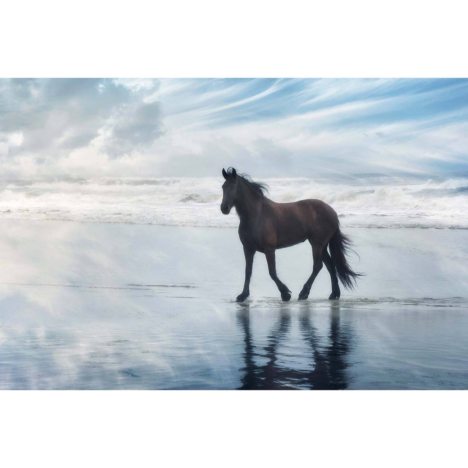 Tableau cheval mouvement du cheval  Tableau alu Dibond