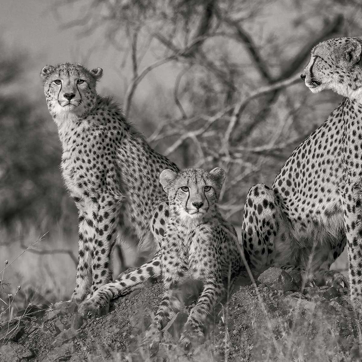 Tableau animaux 3 petits chats Tableau alu Dibond