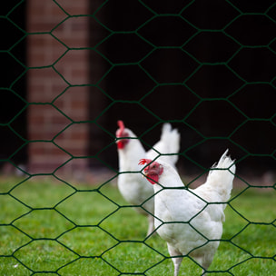 Rete Metallica Plastificata Esagonale Per Recinzione Pollaio Pollame Animali Piante Conigli Filo Verde Altezza 100 Cm Maglia 25 Mm Lunghezza 25 M