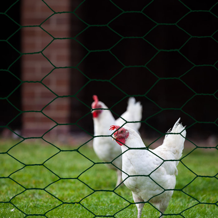 Rete Metallica Plastificata Esagonale Per Recinzione Pollaio Pollame Animali Piante Conigli Filo Verde Altezza 100 Cm Maglia 25 Mm Lunghezza 25 M