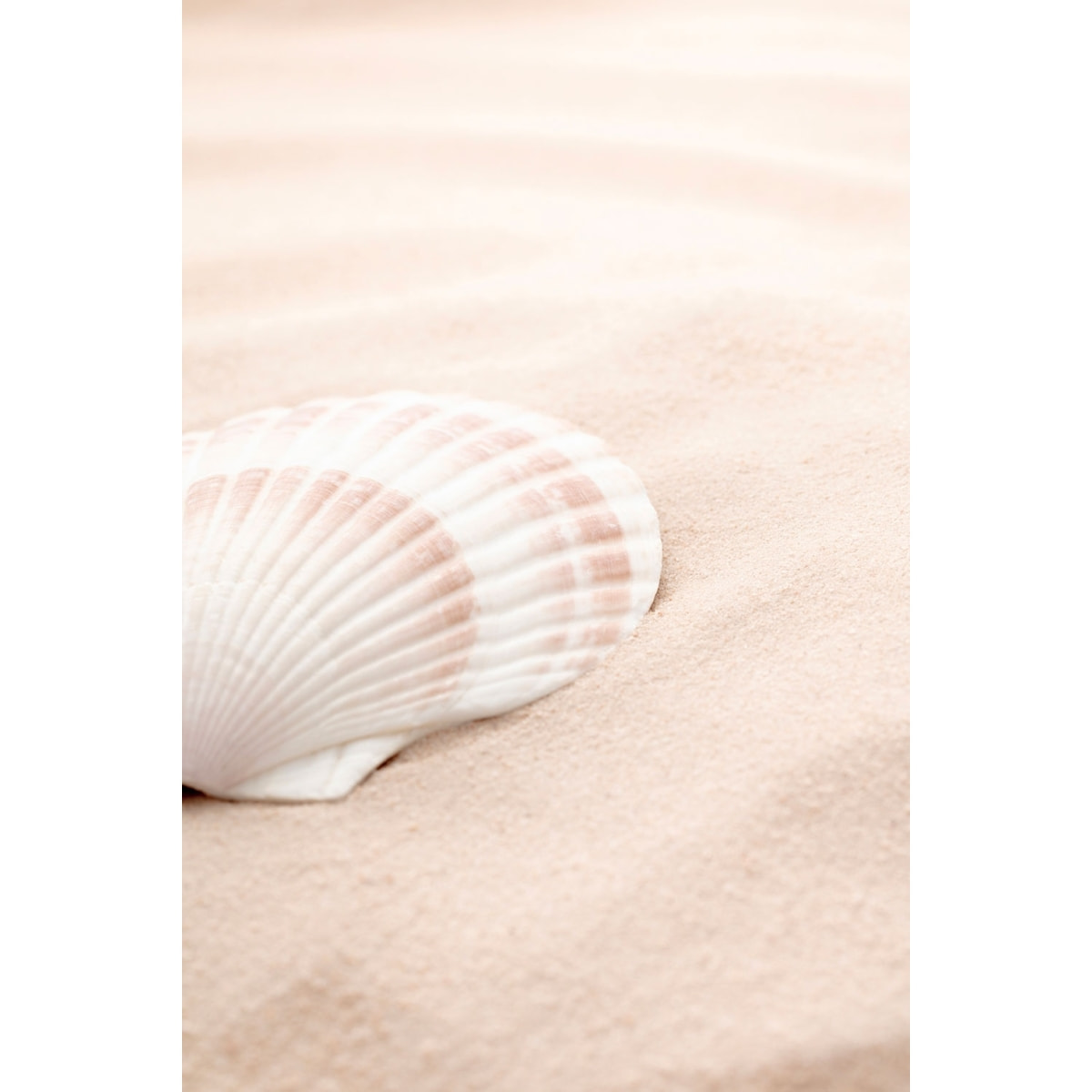 Tableau coquillage Tableau alu Dibond