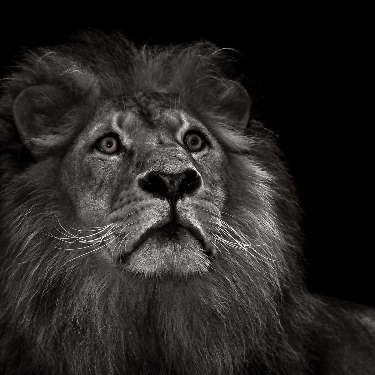 Tableau majestueux roi des animaux Tableau alu Dibond