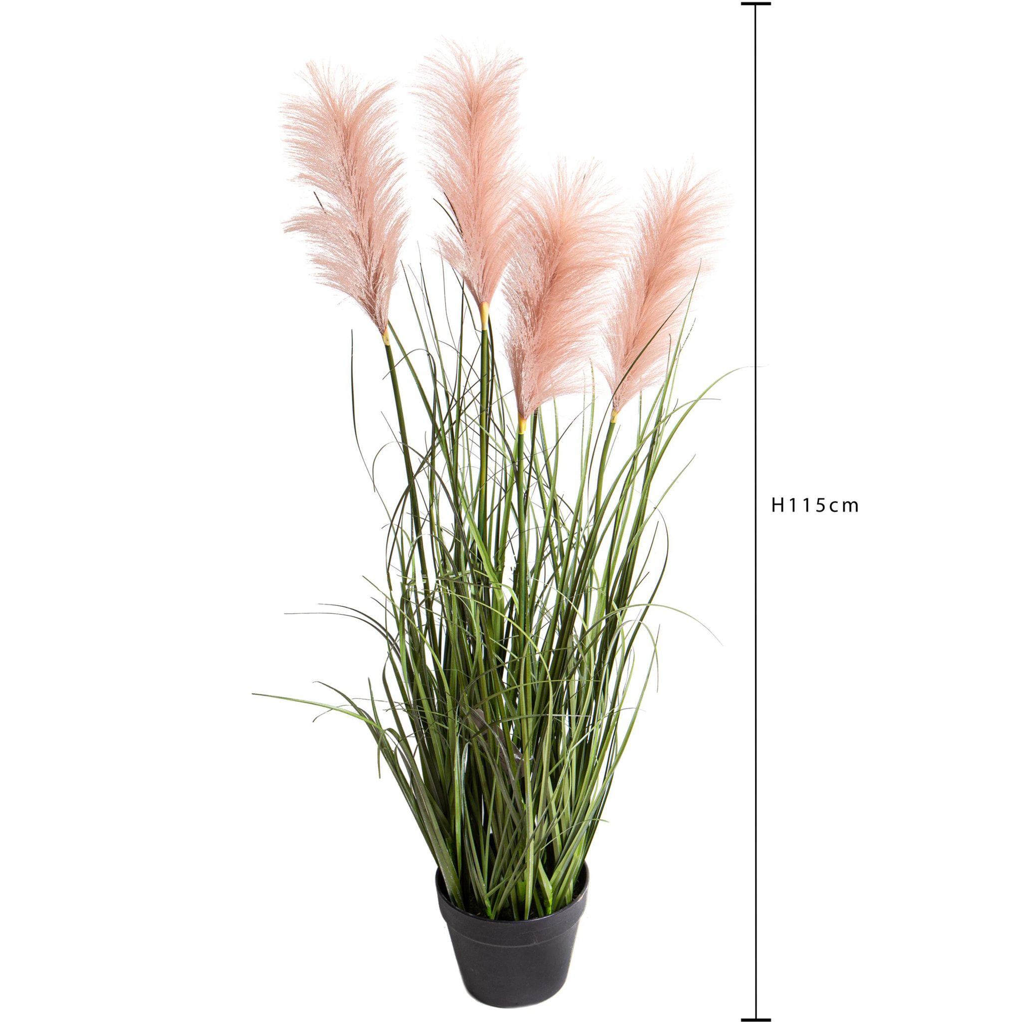 Festuca Glauca Con Vaso H.115 Cm - Pezzi 1 - 50X115X50cm - Colore: Verde - Bianchi Dino - Piante Grandi Invasate