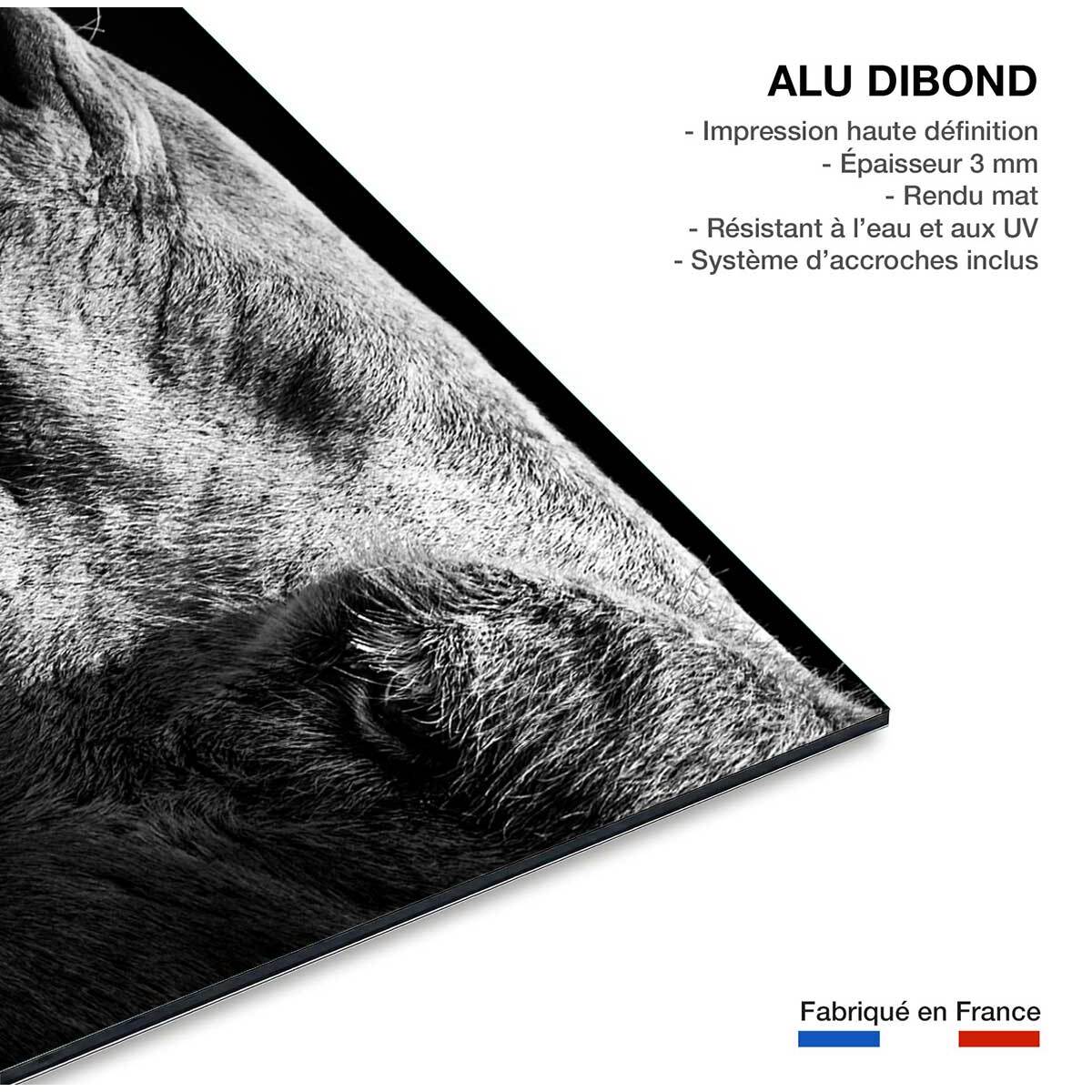 Tableau animaux Portrait de chameau Tableau alu Dibond