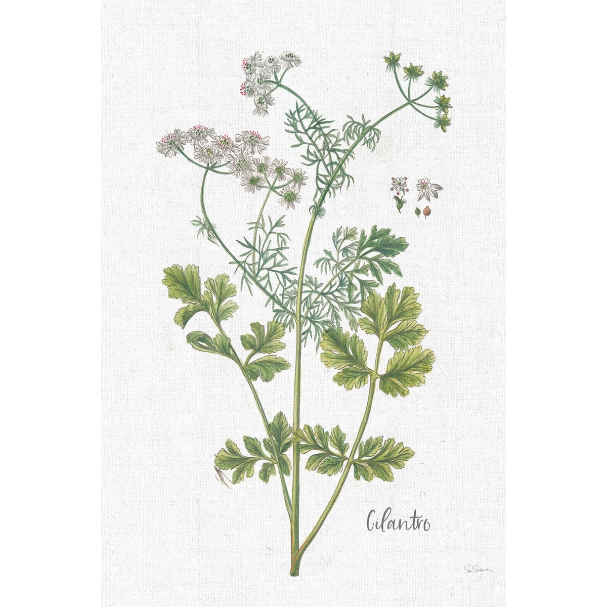 Tableau fleurs Coriandre dessinée Toile imprimée