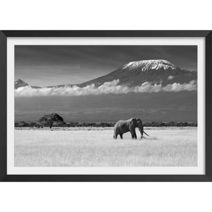 Affiche éléphant et kilimanjaro Affiche + cadre en bois - Noir