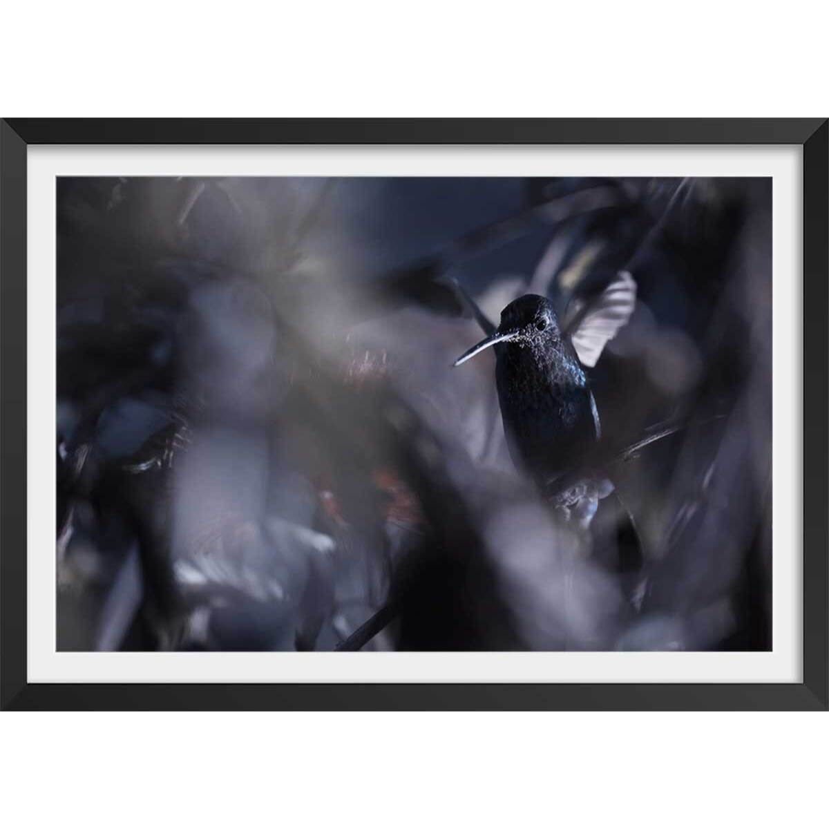 Poster animaux La petite étoile d' equateur Affiche + cadre en bois - Noir