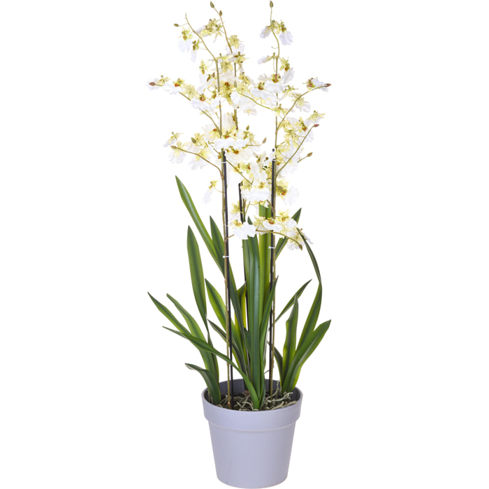 Orchidea Oncidium A 3 Diramazioni Con Vaso. Altezza 45 Cm - Pezzi 1 - 26X45X25cm - Colore: Bianco - Bianchi Dino - Piante Artificiali