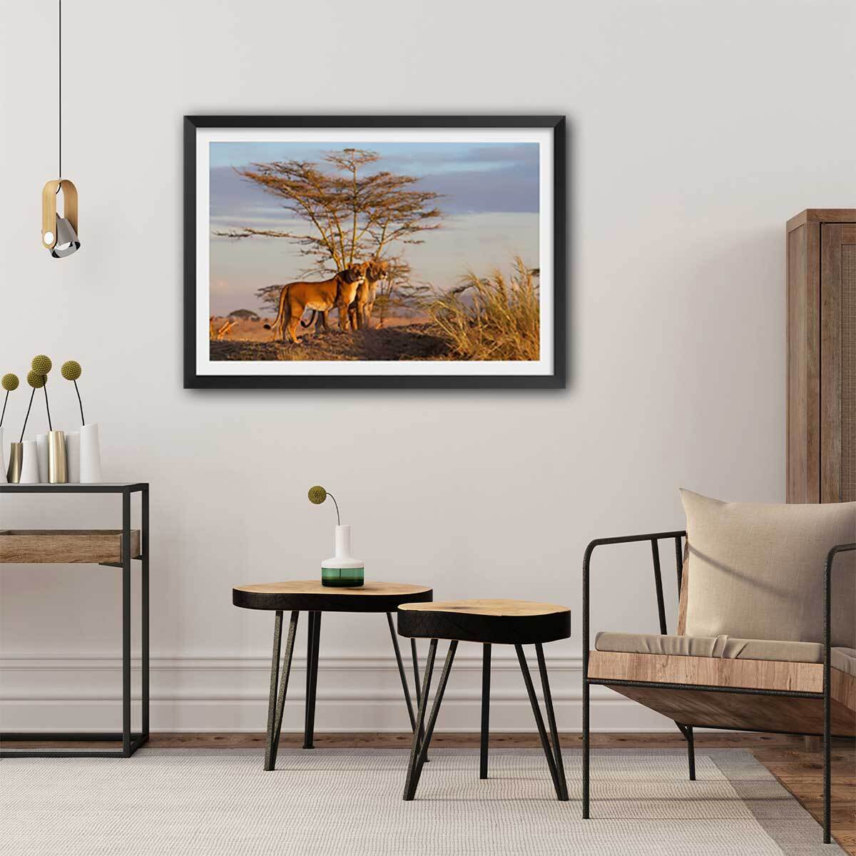 Affiche Lionnes... Affiche seule