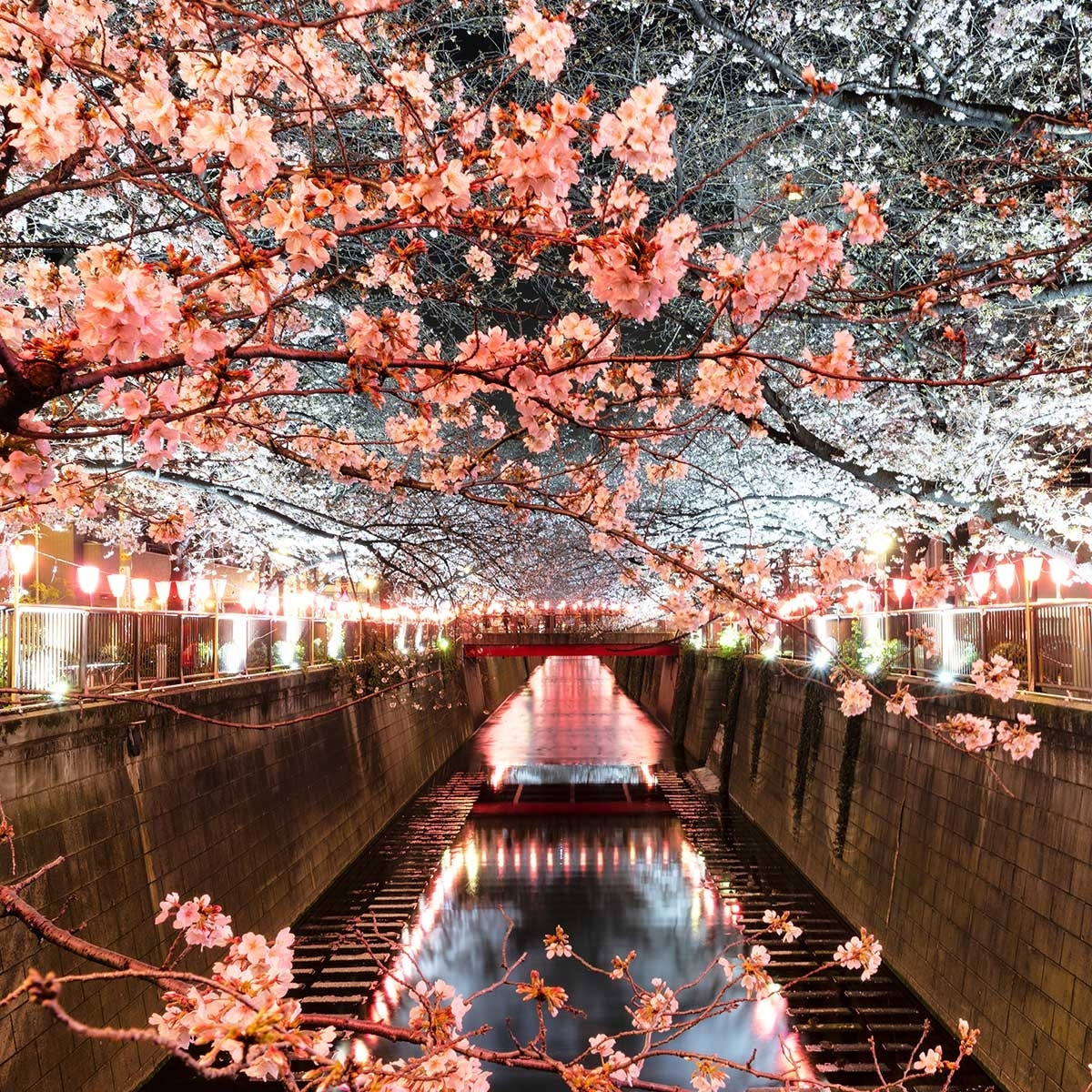 Tableau cerisiers et hanami à tokyo Toile imprimée