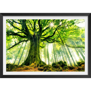 Affiche nature l 'hêtre de ponthus Affiche + cadre en bois - Noir
