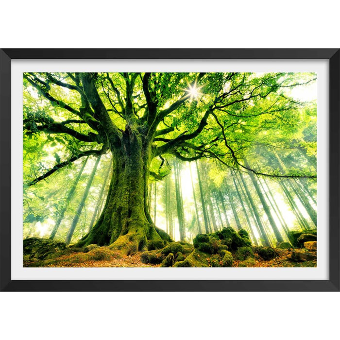 Affiche nature l 'hêtre de ponthus Affiche + cadre en bois - Noir