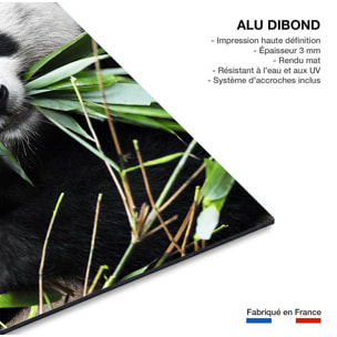 Tableau regard de panda Tableau alu Dibond