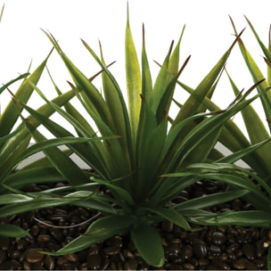 Centro de mesa - 3 Aloe Vera 17 cm- Atmosphera