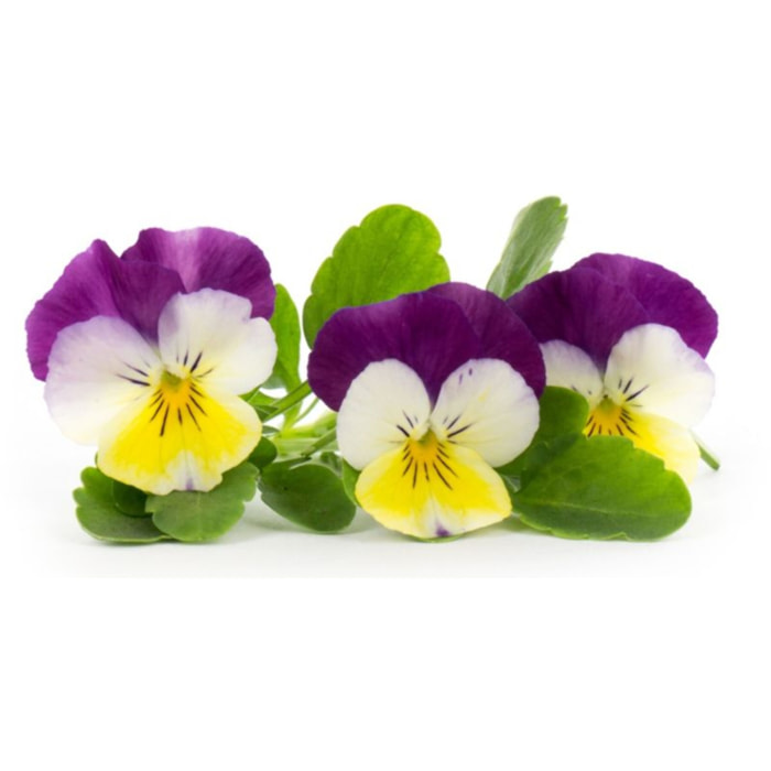 Recharge jardin d'intérieur VERITABLE Pensées