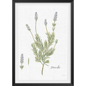 Affiche fleurs Lavande illustrée Affiche + cadre en bois - Noir