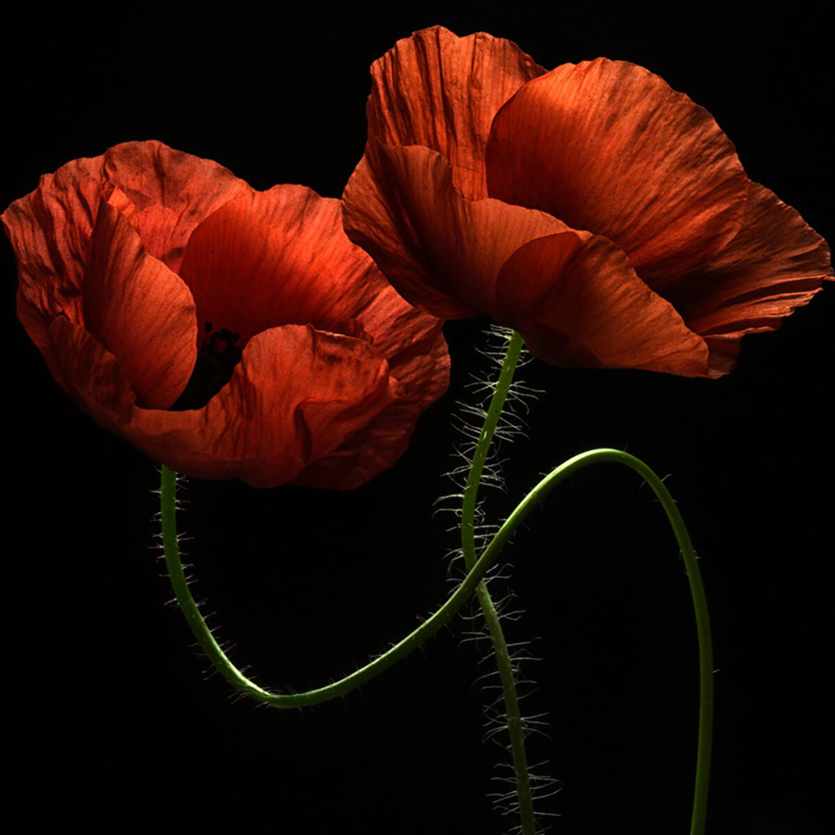 Tableau coquelicot enlacés  Tableau alu Dibond