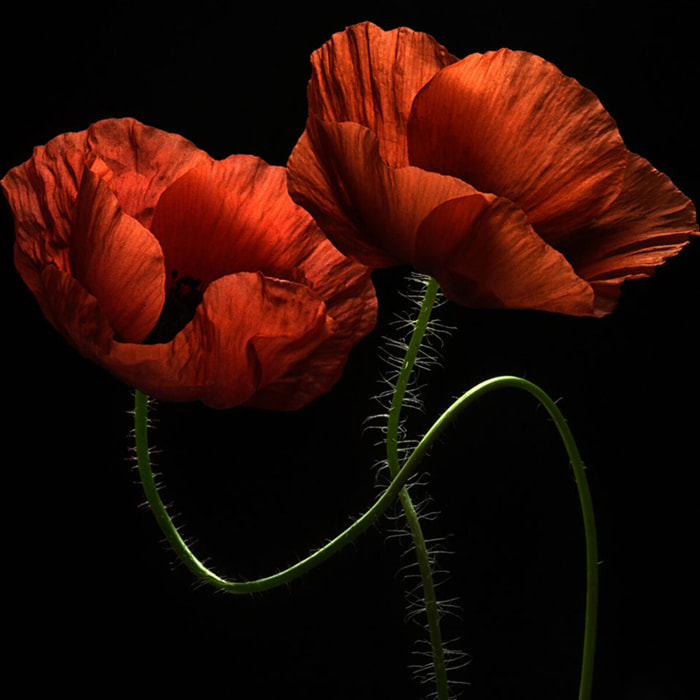 Tableau coquelicot enlacés  Tableau alu Dibond