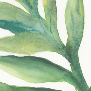 Affiche Plante aloe watercolor Affiche seule