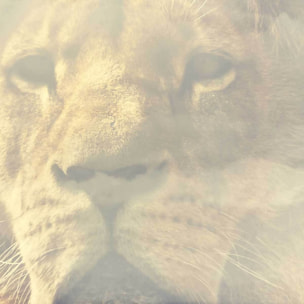 Affiche encadrée lion majestueux en double exposition Affiche + cadre en métal - Noir