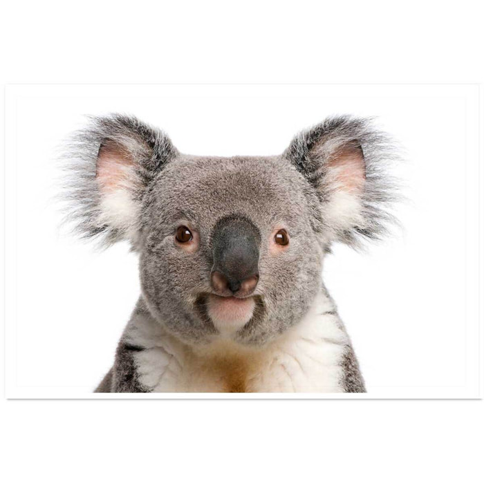 Affiche enfant bébé koala  Affiche seule