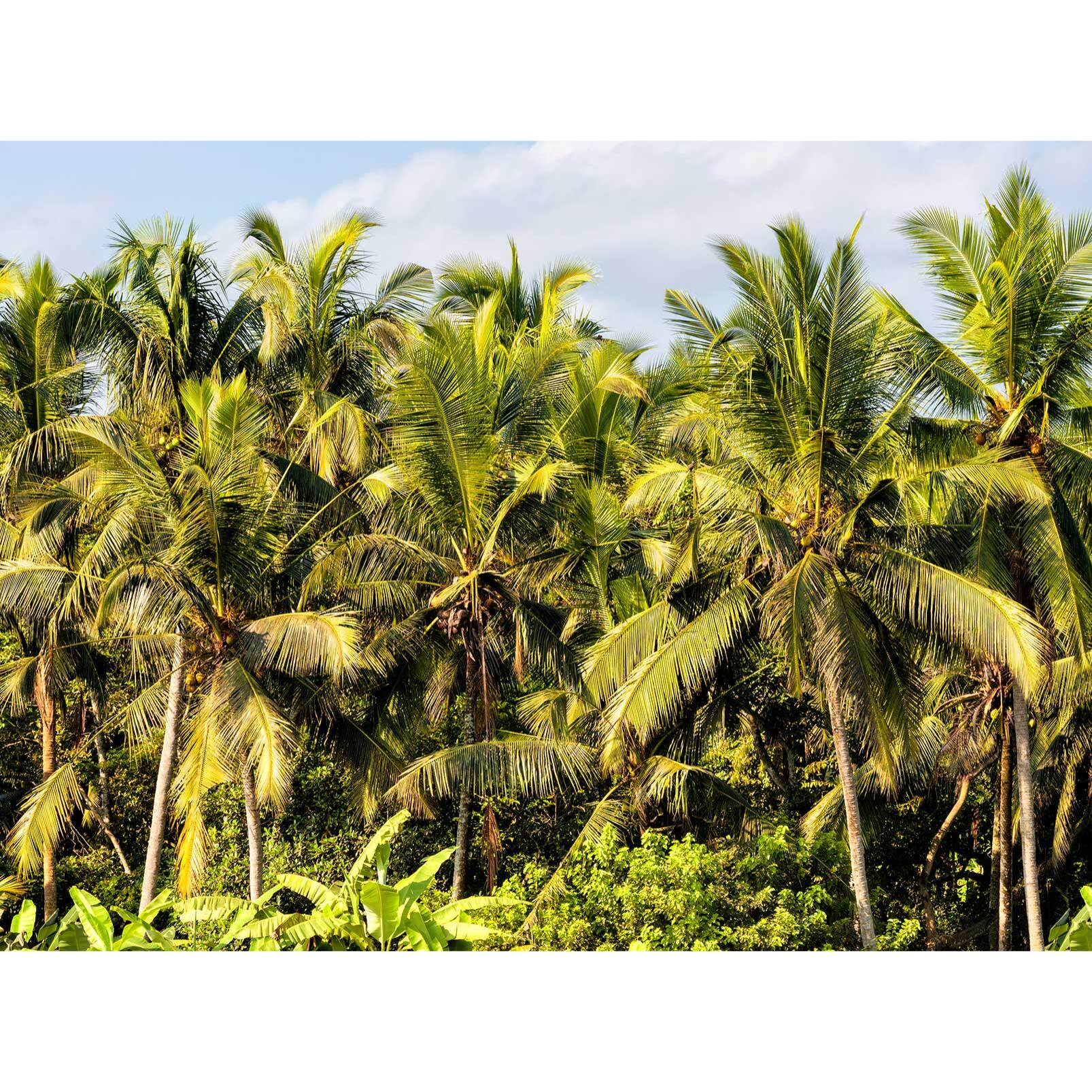 Papier peint panoramique exotique cocos plant Intissé