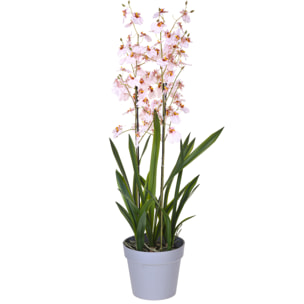 Orchidea Oncidium A 3 Diramazioni Con Vaso. Altezza 45 Cm - Pezzi 1 - 26X45X25cm - Colore: Rosa - Bianchi Dino - Piante Artificiali