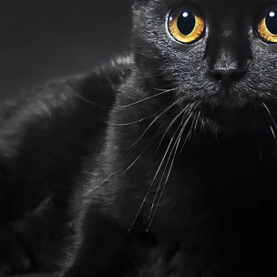 Affiche encadrée chat noir au regard doré Affiche + cadre en métal - Noir