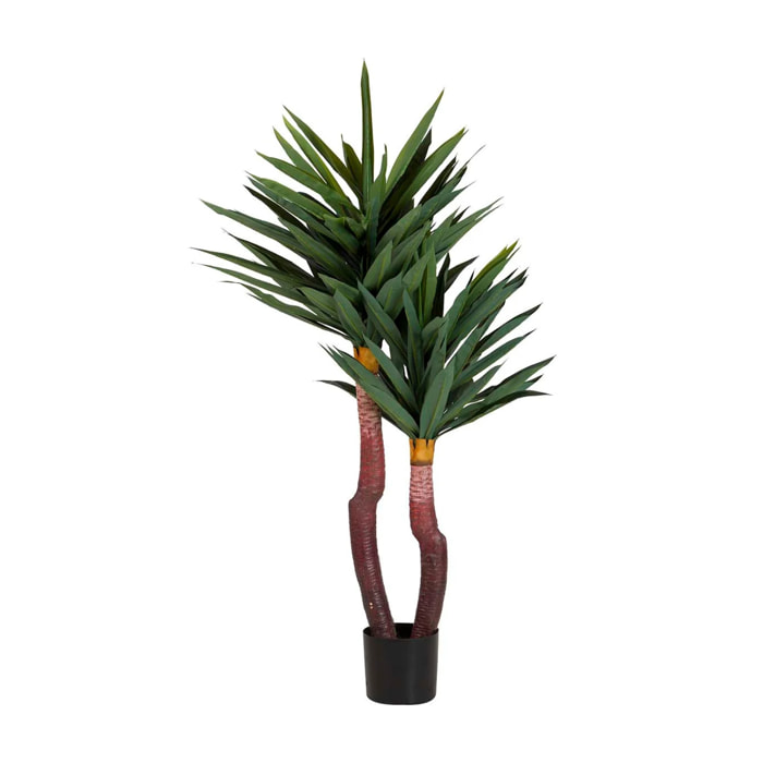 Planta Yucca Gloriosa Con Maceta 55x55x145 Cm