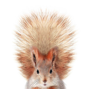 Affiche enfant bébé ecureuil  Affiche seule