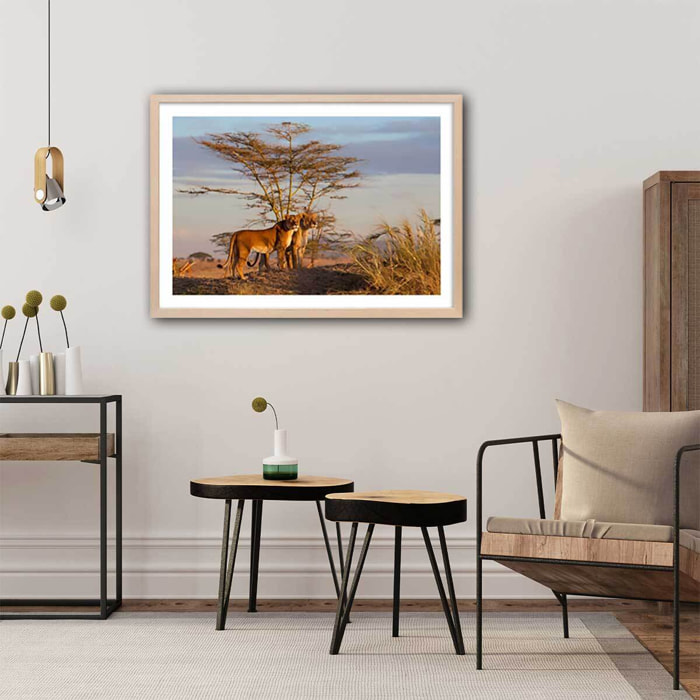 Affiche Lionnes... Affiche + cadre en bois - Chêne